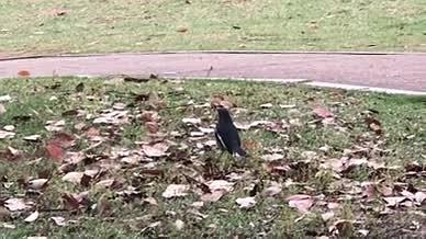 蹦蹦跳跳飞走的小鸟视频的预览图
